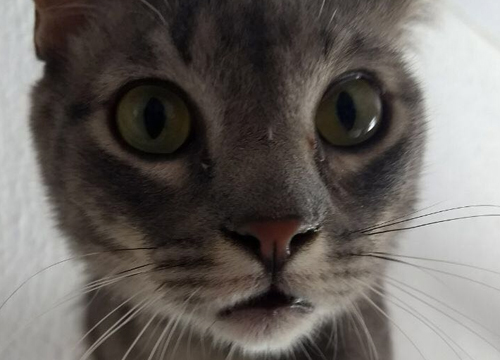 Foto de um gatinho da Ong Catland