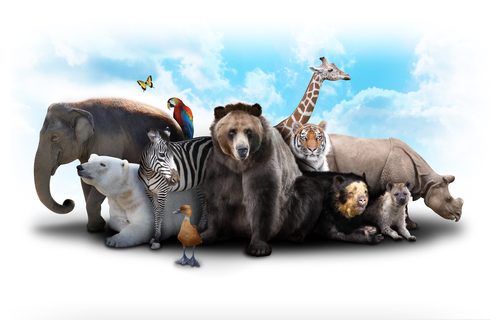Animal Instinct: What's Your Sales Personality? - Salesforce Blog
