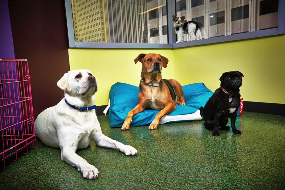 Salesforce Has Gone to the Dogs: It’s a Puppy Takeover!