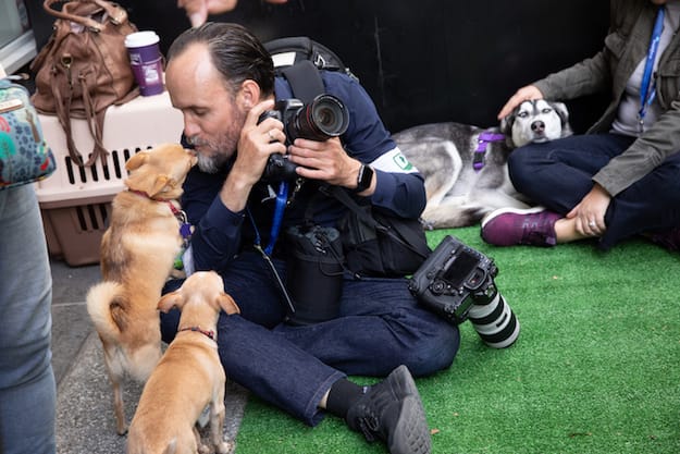 Photo of Pawdot puppies