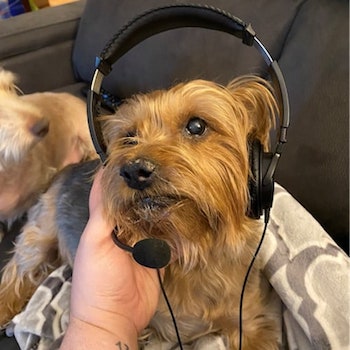 Dog wearing headphones