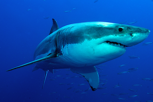 Sharketing 101: 8 lessons — from sharks! — on how to create a killer marketing strategy and devour your competition