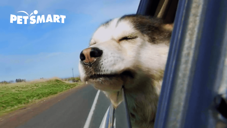 dog with it's head out the window - click watch the Petsmart story