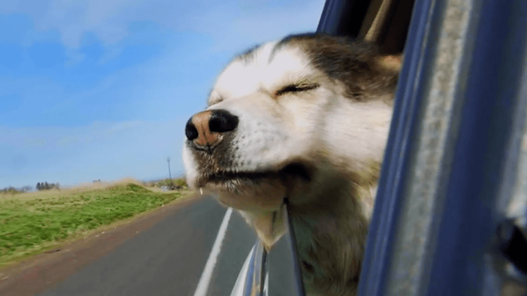 dog with it's head out the window - click watch the Petsmart story