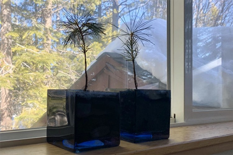 Two small pine tree seedlings sit in square blue glass pots on a windowsill, with snow and evergreens visible outside the window.