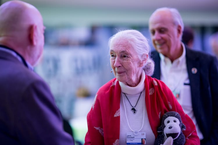 Photo of Jane Goodall before panel discussion at WEF Annual Meeting in Davos on Jan. 24, 2019.