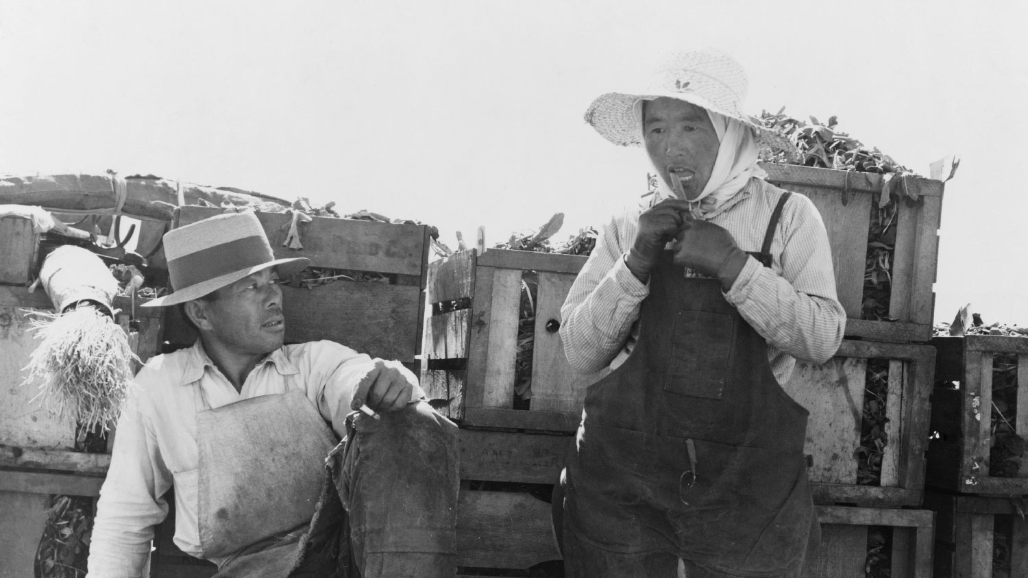 Japanese-americans,Agricultural,Workers,Packing,Broccoli,Near,Guadalupe,CA, March 1937 - honoring aapi community
