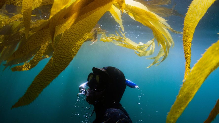 underwater diver planting sea kelp bed: ecopreneurs, blue carbon