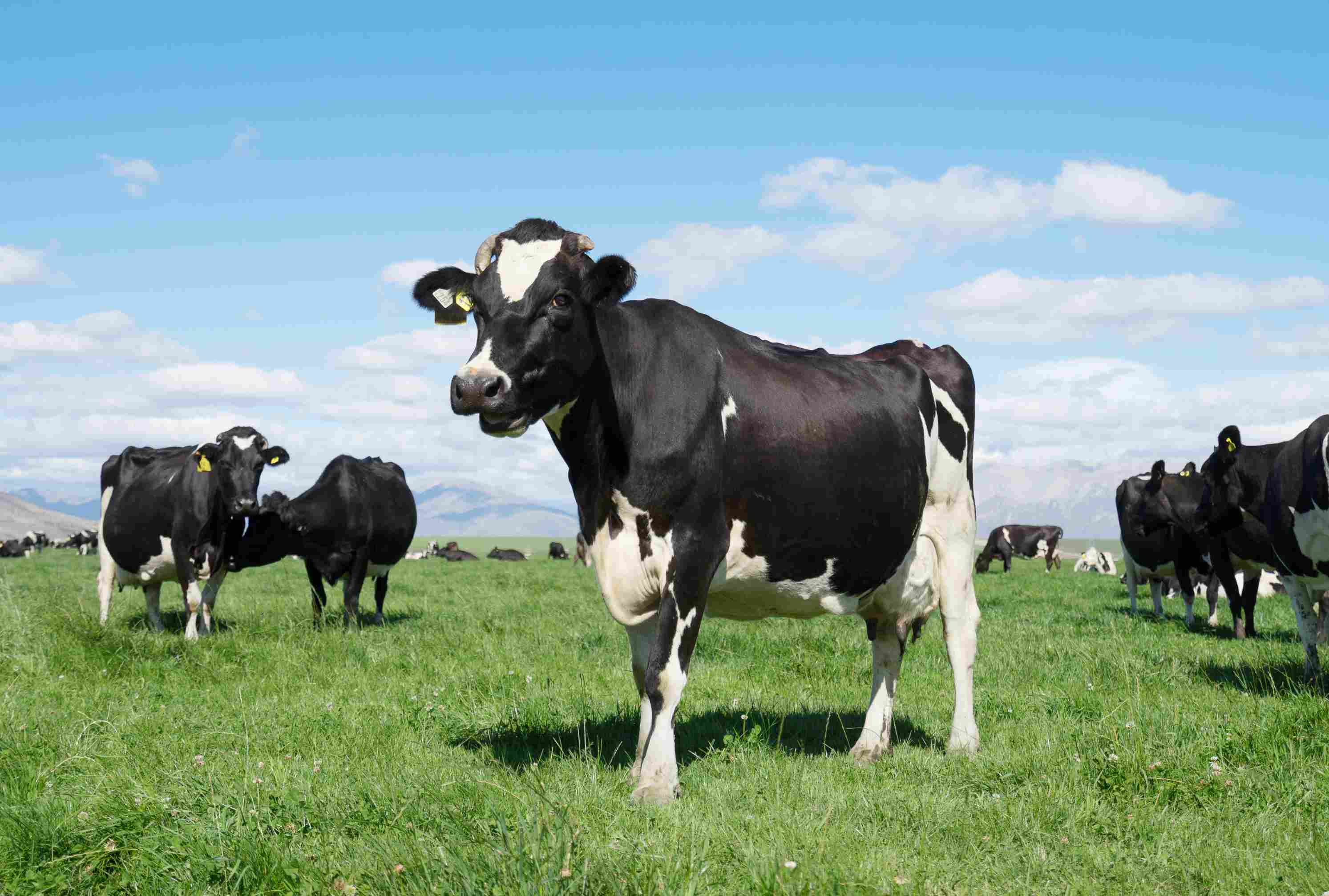 Pasture with animals in summer sunny day