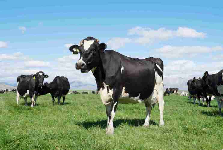 Pasture with cown in summer sunny day