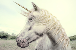 Betting on Unicorns: Support for StartupAus CrossRoads 2015 Action Plan
