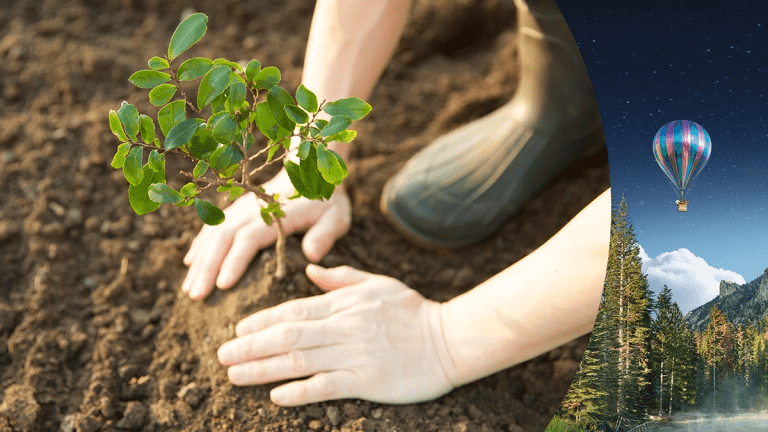 Hände die einen kleinen Baum pflanzen als Symbolbild für Umweltschutz