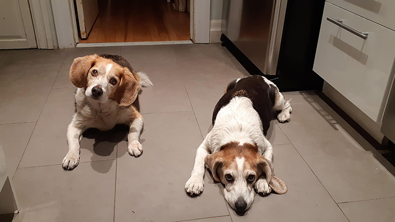 Andre's two senior beagles Phoebe and Velvet ages 17 and 13