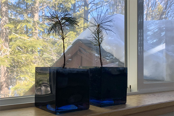 plants growing indoors