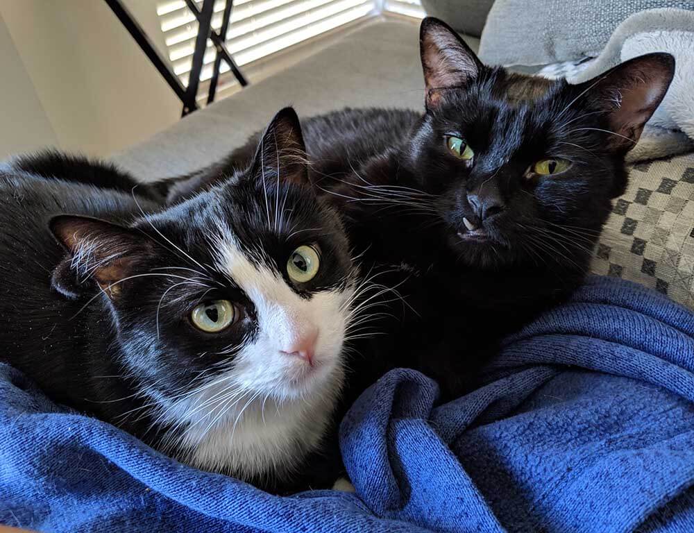 A black and white cat sits next to a black cat with a snaggle tooth on top of a blue blanket. Both look sweetly into the camera.