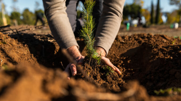 A close-up of hands planting a seedling.