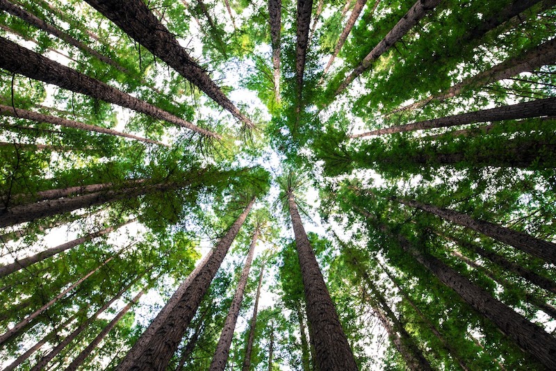 세일즈포스: 12개월 만에 1천만 그루 이상의 나무 식재