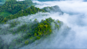 Aerial top view background amazon forest.