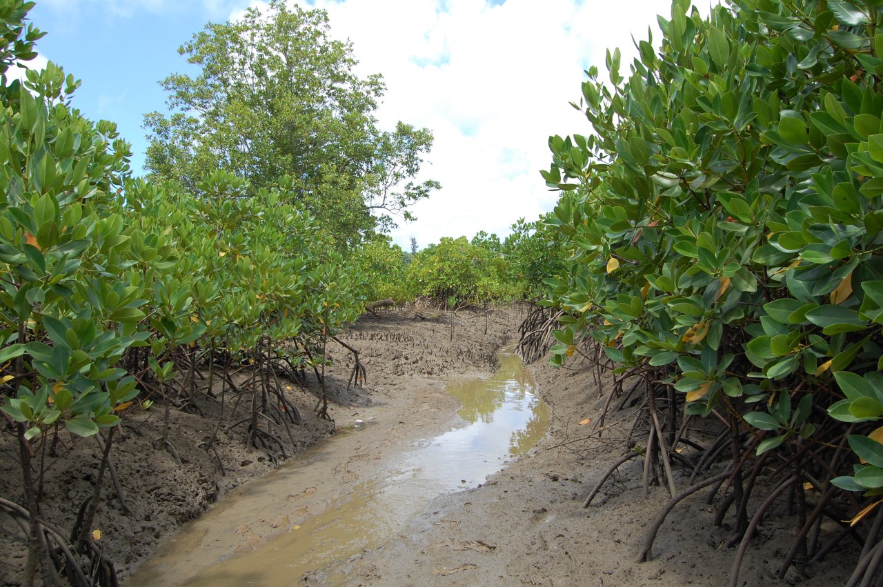 Mangroves are carbon-dense trees that grow in harsh coastal areas like the Mtwapa Creek in Kenya.