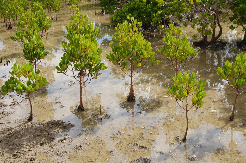 mangroves trees in shallow water