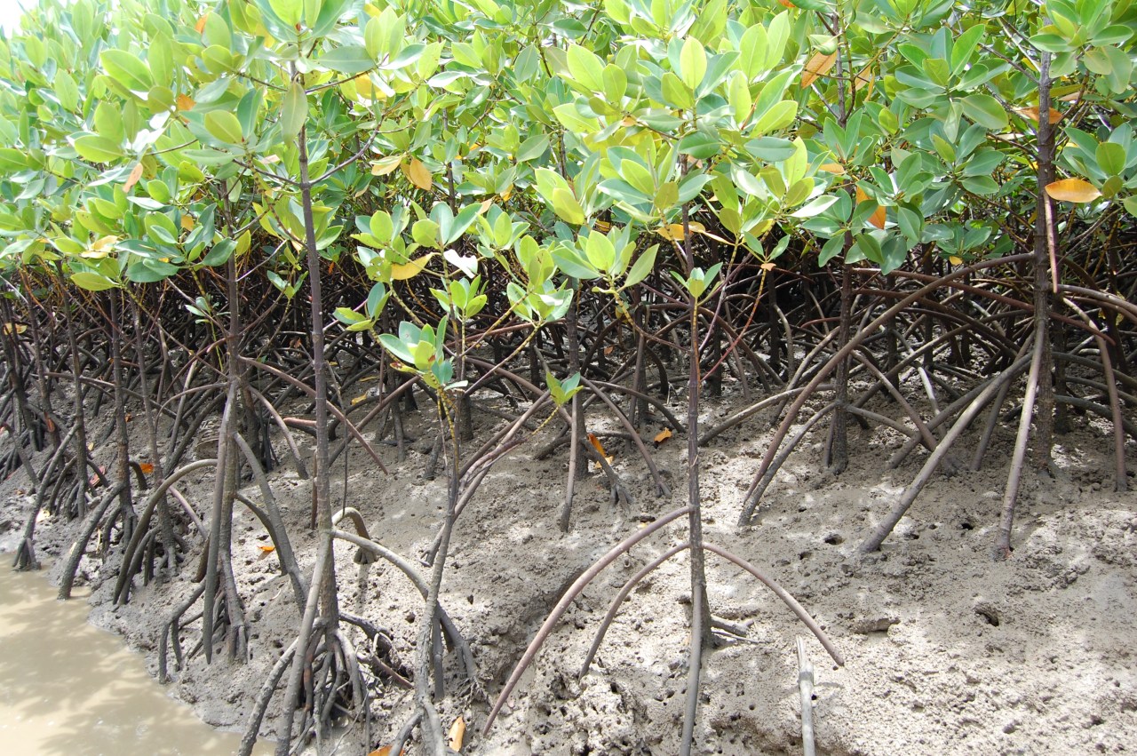mangrove tree roots