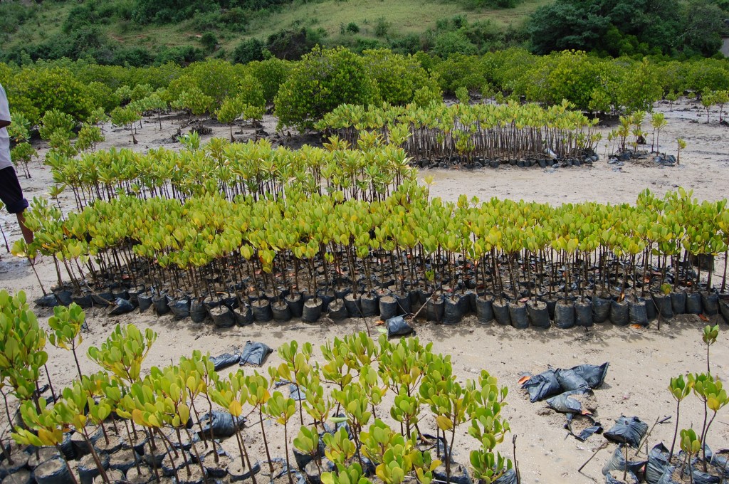 mangrove seedlines ready to be planted