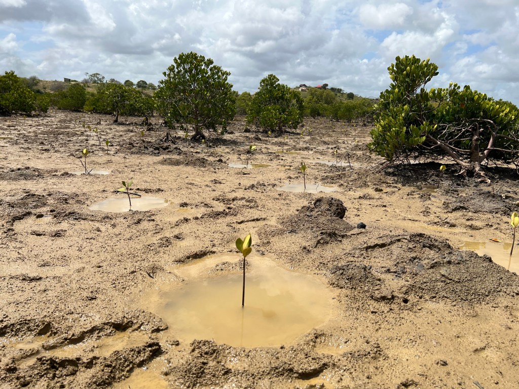 100M Trees Funded by 2030: Evaluating Our Progress - Salesforce