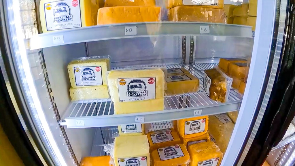 The Petaluma Creamery currently produces about 6,000 pounds of cheese a week. At full capacity it can produce 140,000 pounds a day.
