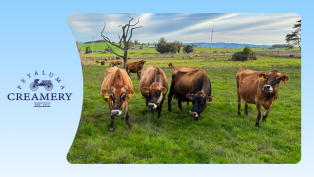 Brown Cows in Field: How AI Saved Petaluma Creamery