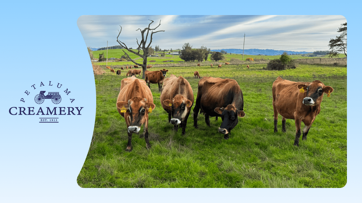 Brown Cows in Field: How AI Saved Petaluma Creamery