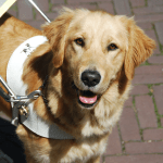 KNGF Geleidehonden zet Salesforce-platform in voor relaties met donateurs en cliënten